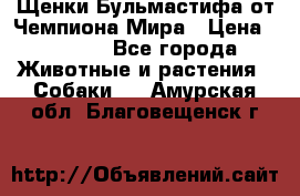 Щенки Бульмастифа от Чемпиона Мира › Цена ­ 1 000 - Все города Животные и растения » Собаки   . Амурская обл.,Благовещенск г.